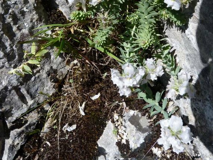 Linaria verticillata subsp. anticaria