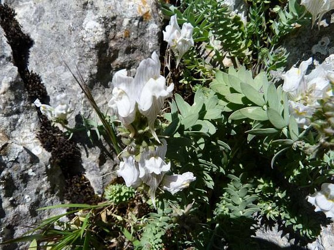 Linaria verticillata subsp. anticaria