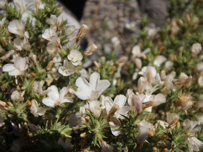 Linanthus pungens