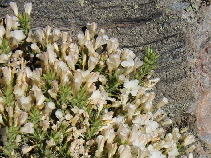 Linanthus pungens