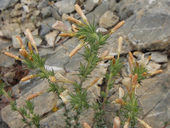 Linanthus pungens