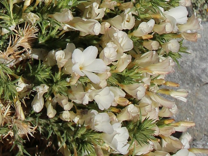 LINANTHUS PUNGENS (Torr.) J. M. Porter et L. A. Johnson