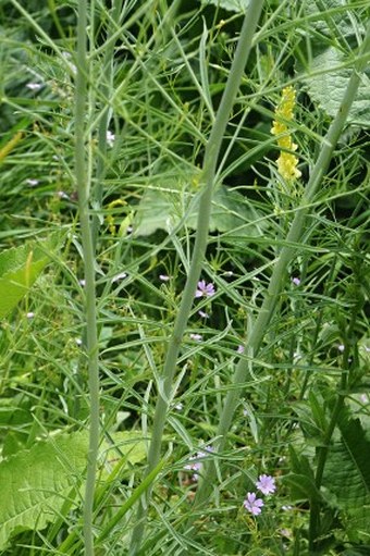 Linaria peloponnesiaca