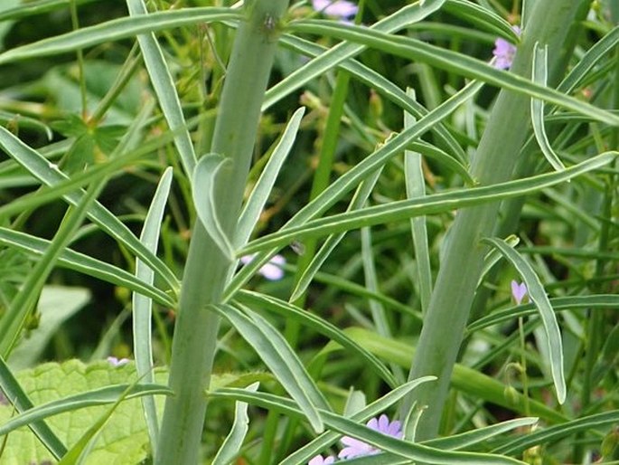 Linaria peloponnesiaca