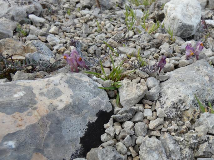 Linaria pruinosa