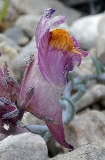 Linaria pruinosa