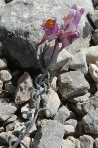 Linaria pruinosa
