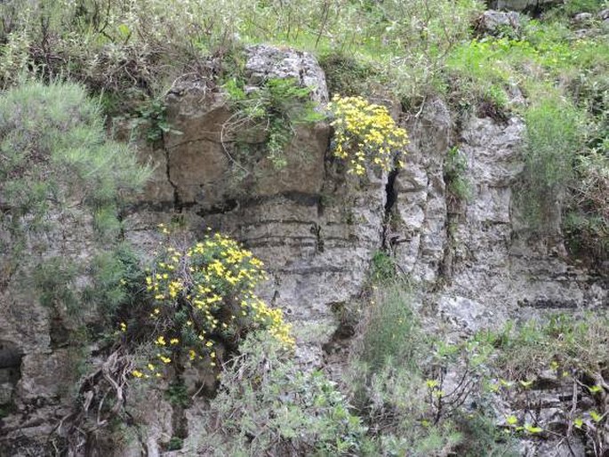 Linum arboreum