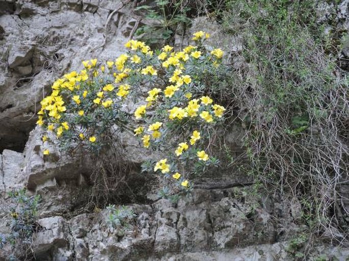 Linum arboreum