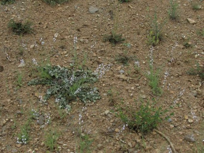 Linaria corifolia