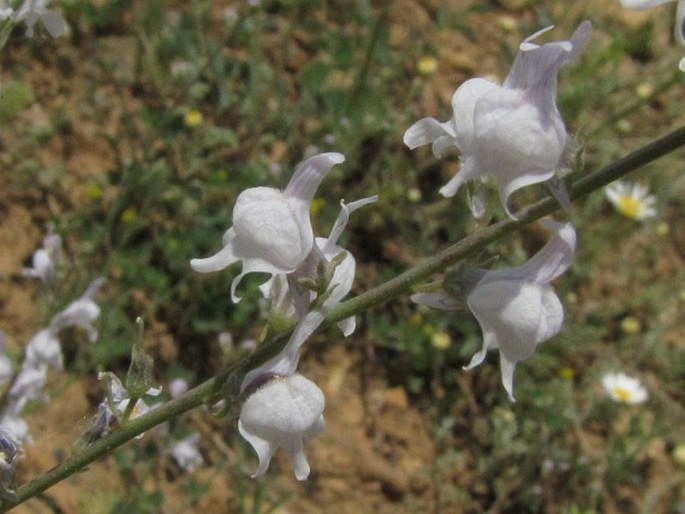 Linaria corifolia