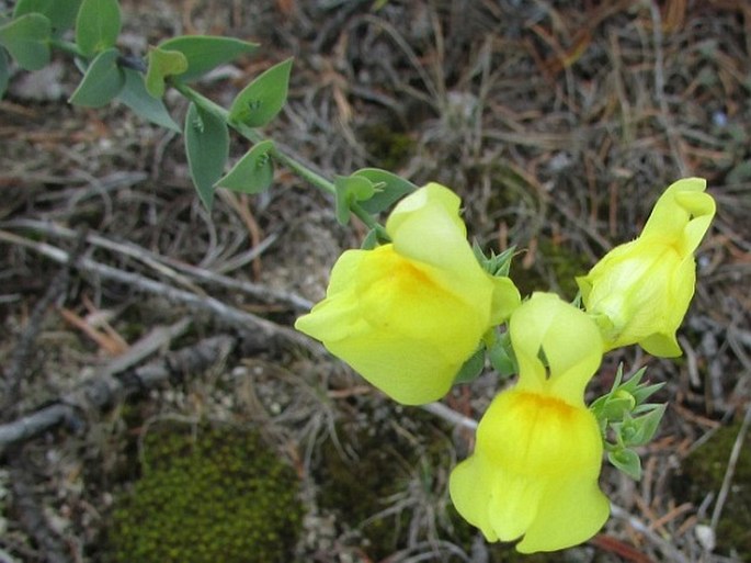 Linaria dalmatica