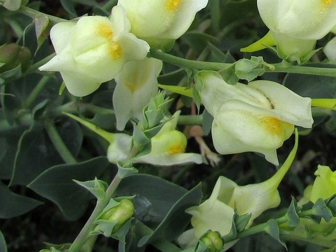 Linaria dalmatica