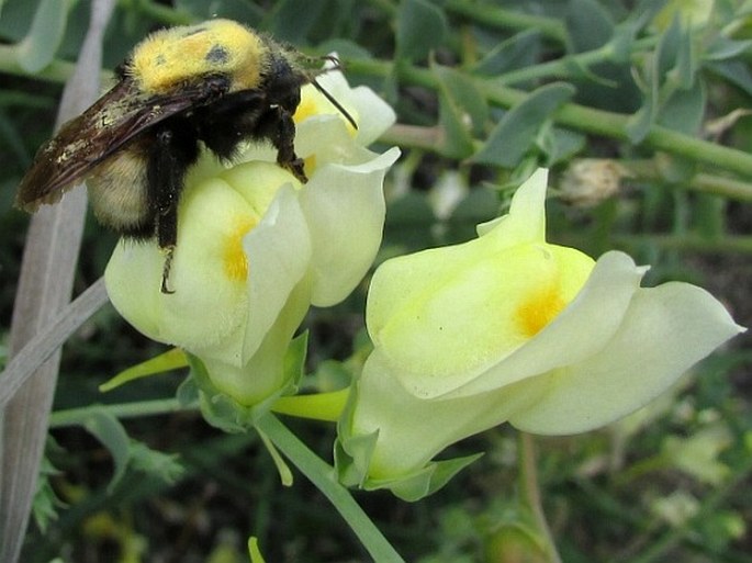 Linaria dalmatica