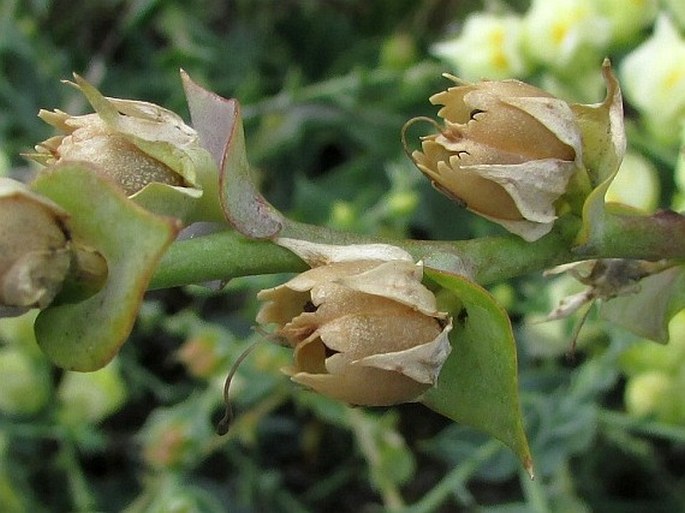 Linaria dalmatica