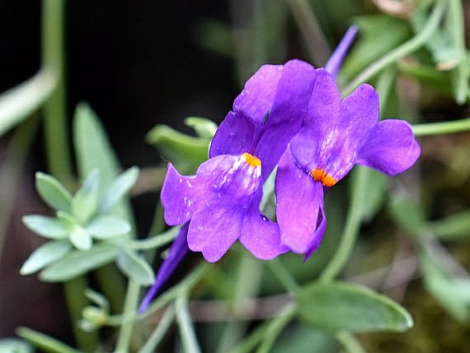 LINARIA FAUCICOLA Leresche et Levier – lnice / pyštek