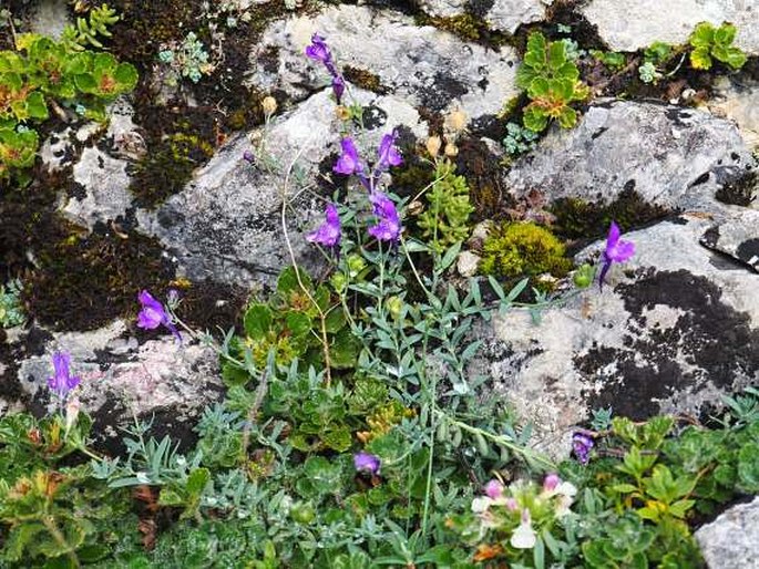 Linaria faucicola