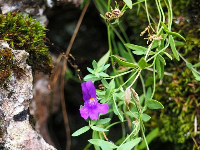 Linaria faucicola