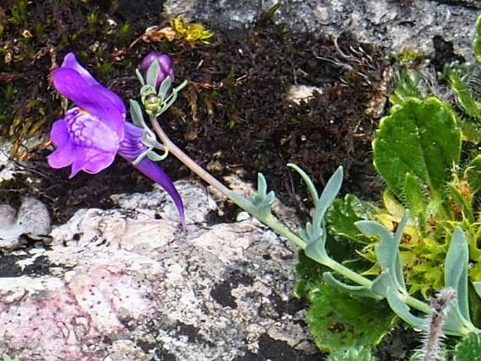 Linaria faucicola