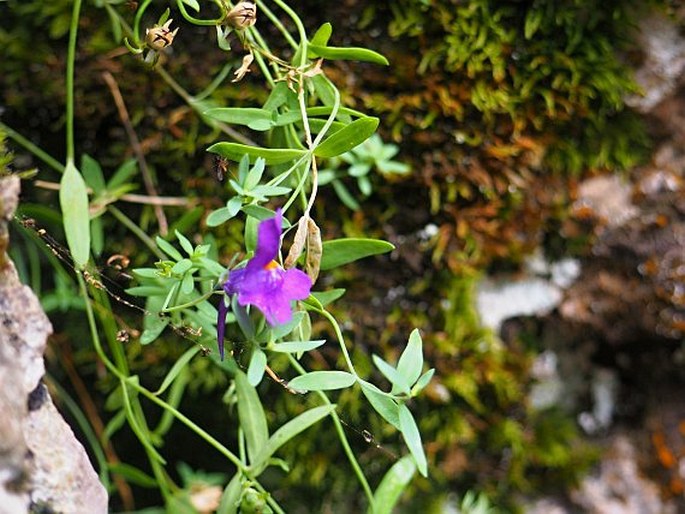 Linaria faucicola