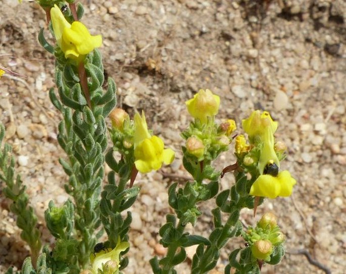 LINARIA BIPUNCTATA (L.) Dum. Cours. – lnice / pyštek