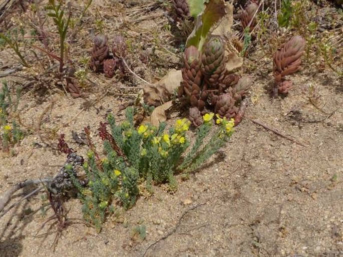 Linaria bipunctata subsp. glutinosa