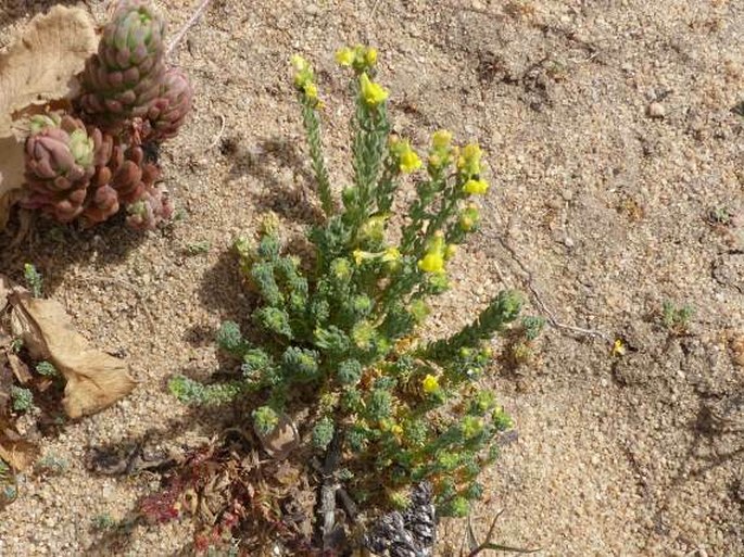 Linaria bipunctata subsp. glutinosa