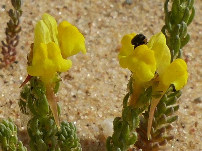 Linaria bipunctata subsp. glutinosa