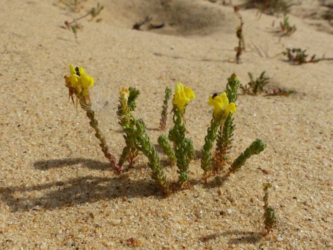 Linaria bipunctata subsp. glutinosa