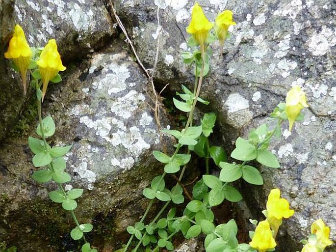 Linaria platycalyx