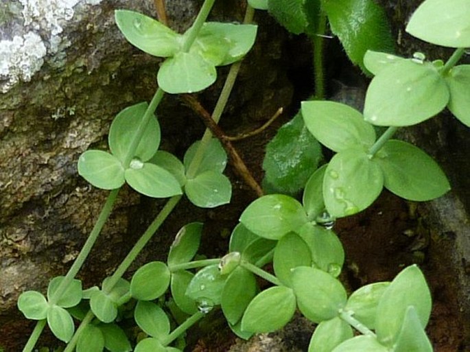 Linaria platycalyx