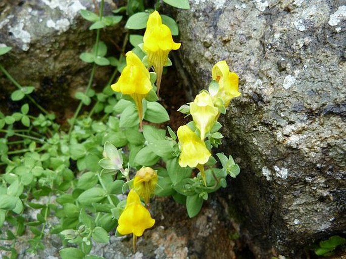 Linaria platycalyx