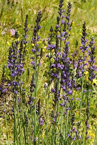 Linaria purpurea