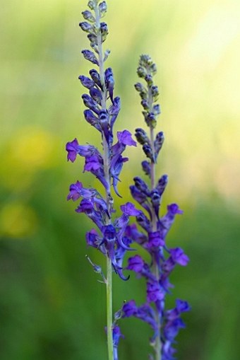 Linaria purpurea