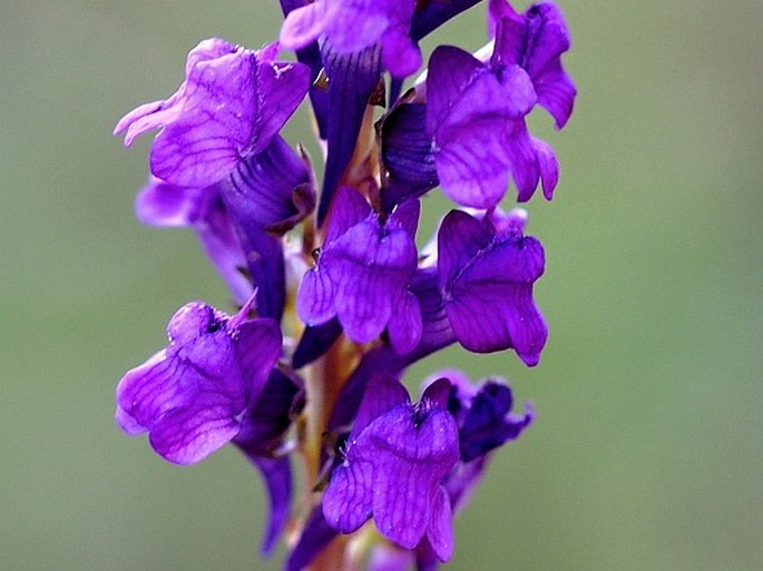 Linaria purpurea