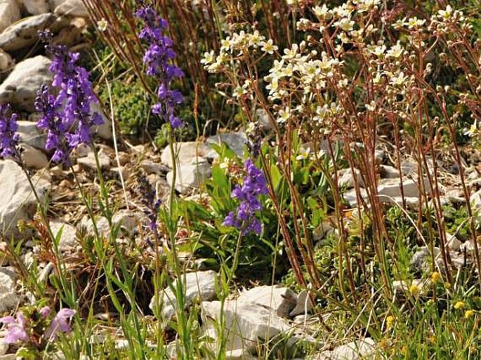 Linaria purpurea