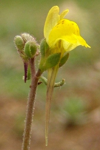 Linaria amethystea subsp. broussonetii