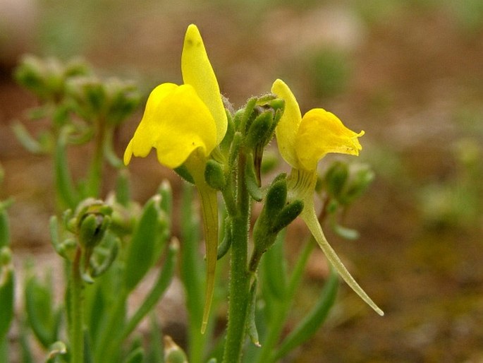 LINARIA AMETHYSTEA subsp. BROUSSONETII (Poir.) Malato-Beliz – lnice / pyštek