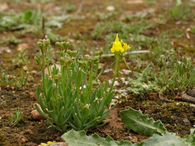 Linaria amethystea subsp. broussonetii