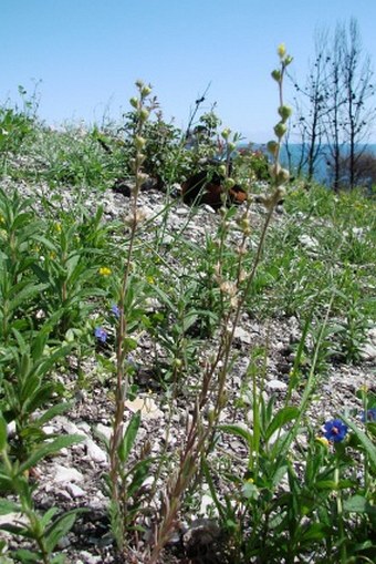 Linaria simplex