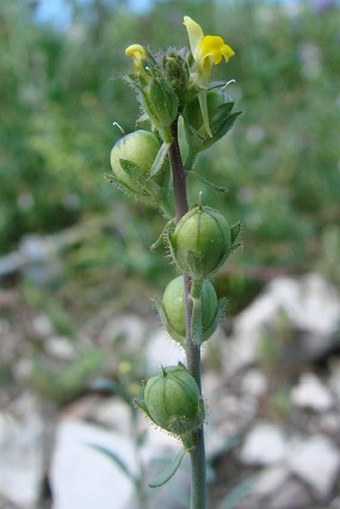 Linaria simplex