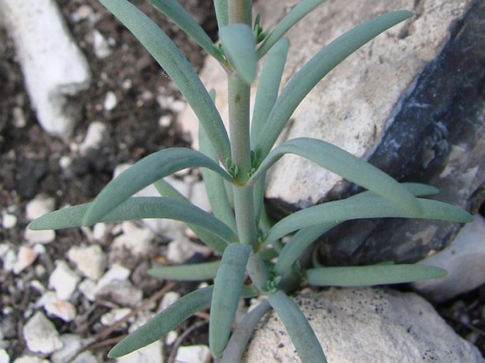 Linaria simplex