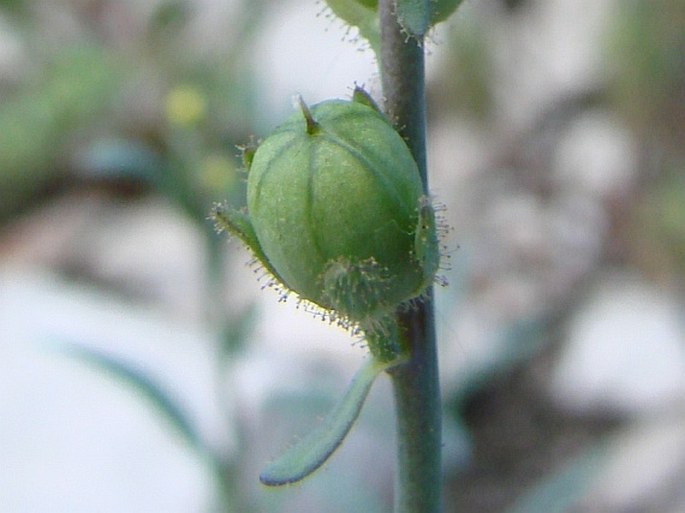 Linaria simplex