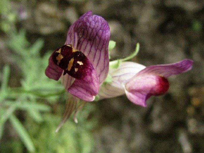 Linaria tristis