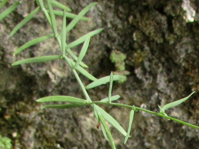 Linaria tristis