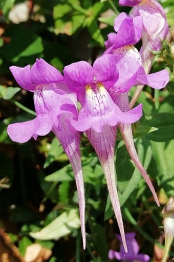 Linaria triornithophora