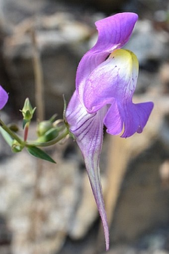 Linaria triornithophora