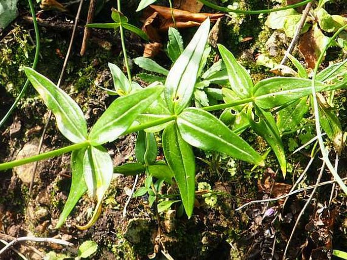 Linaria triornithophora