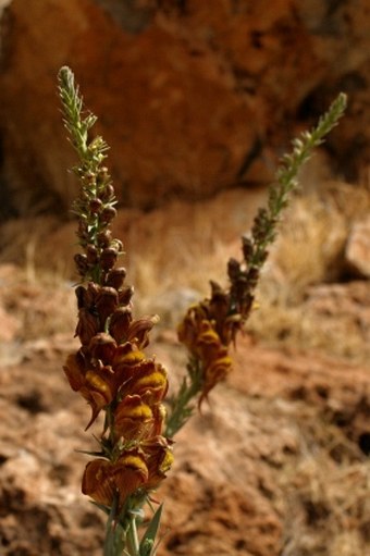 Linaria ventricosa