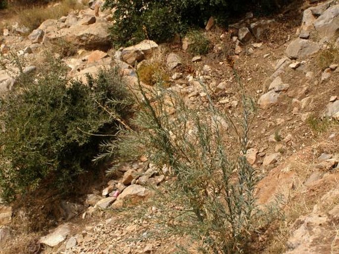 Linaria ventricosa